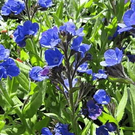 Анхуза итальянская Loddon Royalist