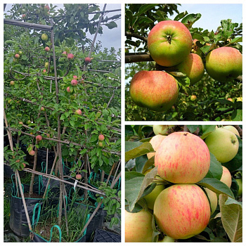 Яблоня пальметта на шпалере 5 лет+ Орловим-Юбиляр Яблоня пальметта на шпалере 5 лет+ Орловим-Юбиляр
