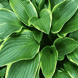 Хоста Aureomarginata