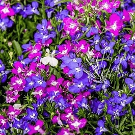 Лобелия эринус Rivera mix