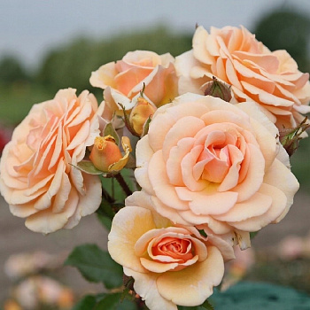 Роза Кордес флорибунда Свит Хоней