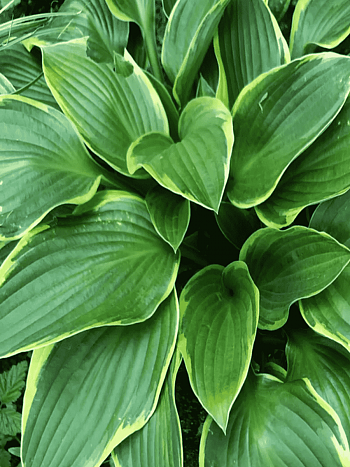 Хоста Aureomarginata