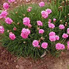 Армерия приморская Розеа