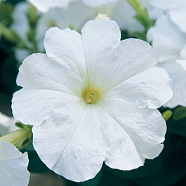 Петуния гибридная Трилоджи Вайт
