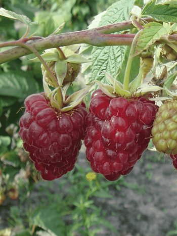 Малина обыкновенная Гордость России