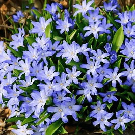 Хионодокса Forbesii