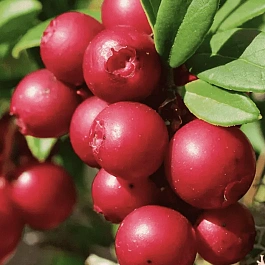 Брусника обыкновенная Red Pearl
