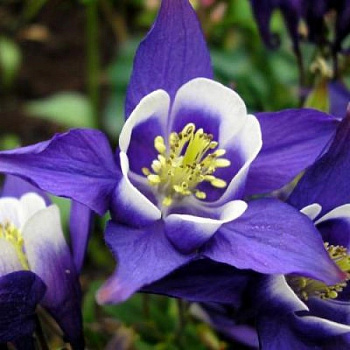 Аквилегия гибридная Спринг Мэджик Блю энд Вайт