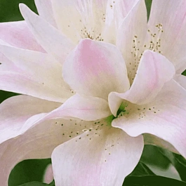 Лилия Lotus Queen