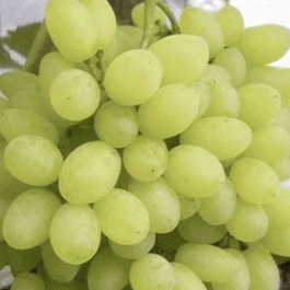 Виноград культурный Русбол мускатный