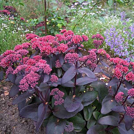 Седум гибридный Джози Аубергайн