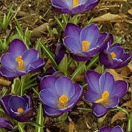 Крокус Ботанический Negro Boy