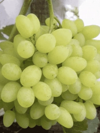 Виноград культурный Русбол мускатный