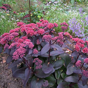 Седум гибридный Джози Аубергайн