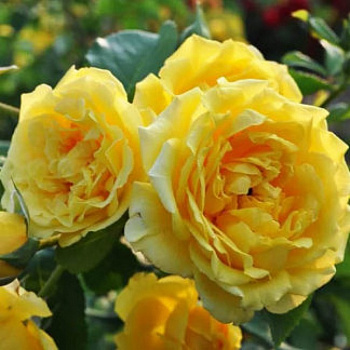 Роза плетистая Клайминг Аполло