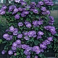 Клематис гибридный Blue Explosion