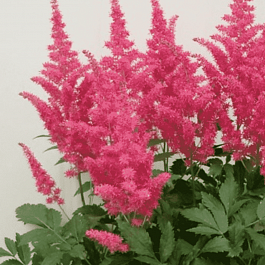 Астильба Арендса Lara