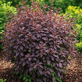 Клематис прямой Purpurea