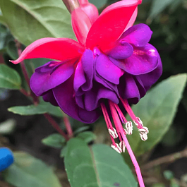 Фуксия ампельная Dollar Princess