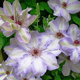 Клематис крупноцветковый Иван Олсон