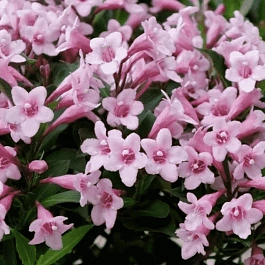 Вейгела цветущая Pink Poppet