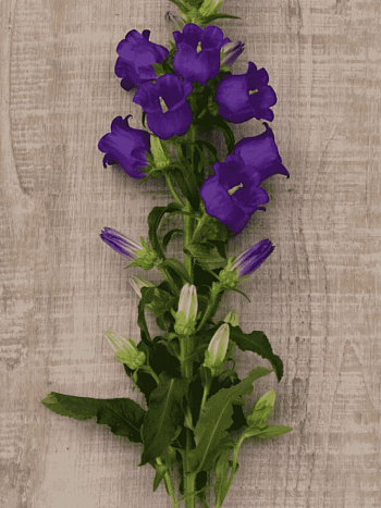 Колокольчик средний Campana Deep Blue