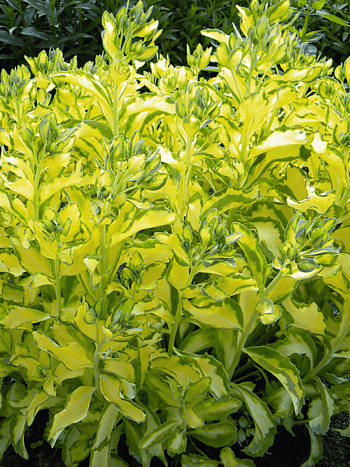 Очиток бело-розовый Mediovariegatum