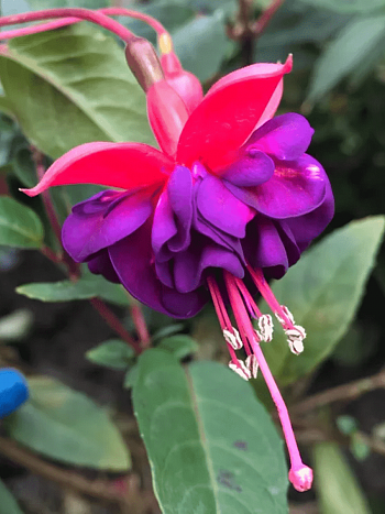 Фуксия ампельная Dollar Princess