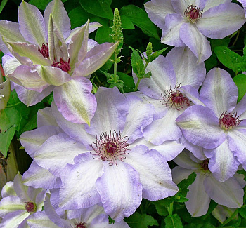 Клематис крупноцветковый Иван Олсон