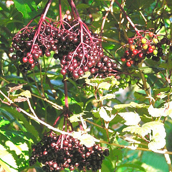 Бузина черная Мадонна