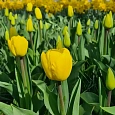 Тюльпан Golden Parade