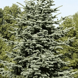 Пихта благородная