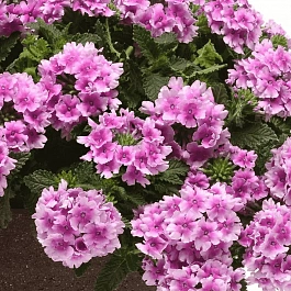 Вербена гибридная Pink Bicolour