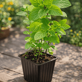 Мята Черри кола