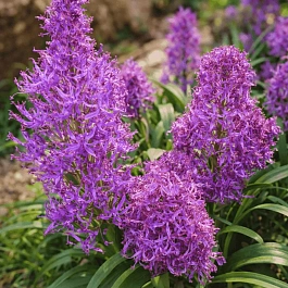 Мускари Plumosum