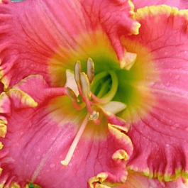 Лилейник Diva's Choice