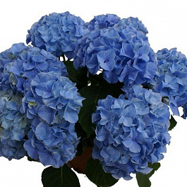 Гортензия крупнолистовая Либертин Блю
