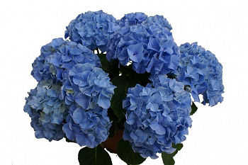 Гортензия крупнолистовая Либертин Блю