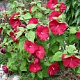 Гибискус мускусный Luna Red