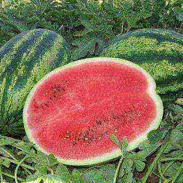 Арбуз Магнат F1