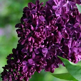 Сирень обыкновенная Хосе Марти