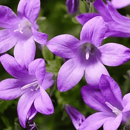 Колокольчик Портеншлага Clockwise