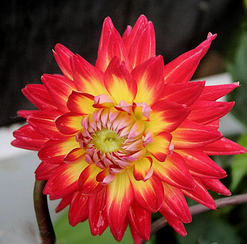 Георгина Полукактусовая Карма Бон Бини