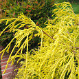 Кипарисовик горохоплодный Filifera Aurea Nana