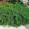 Можжевельник обыкновенный Гринмантл Можжевельник обыкновенный Гринмантл