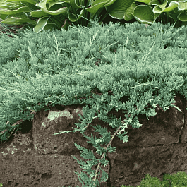 Можжевельник горизонтальный Wiltonii