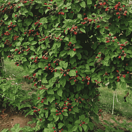 Ежевика ремонтантная Hall"s beauty