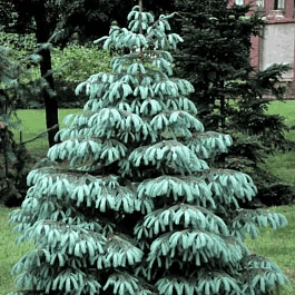 Ель Энгельмана Glauca