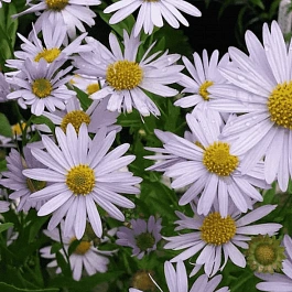 Калимерис юмена Shogun