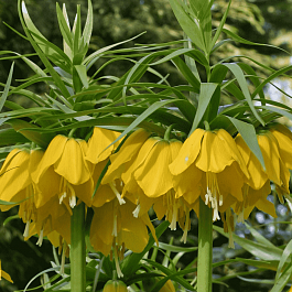 Рябчик императорский Lutea